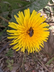 Andrena