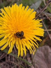Andrena