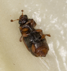 Nitops pallipennis
