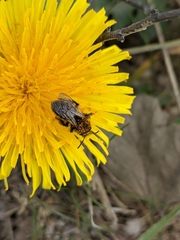 Andrena