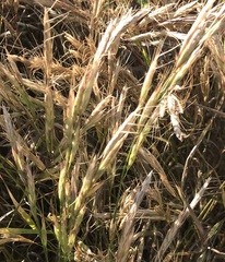 Bromus lanceolatus