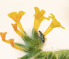 Plagiognathus moerens