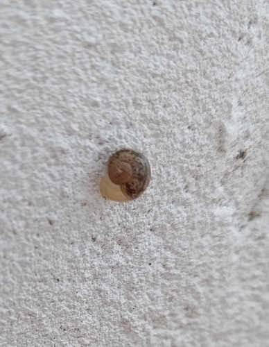 Cornu aspersum