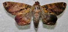 Pararcte schneideriana