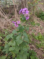 Lunaria annua