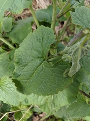 Lunaria annua