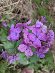 Lunaria annua