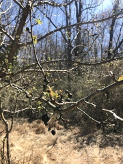Crataegus marshallii