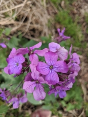 Lunaria annua