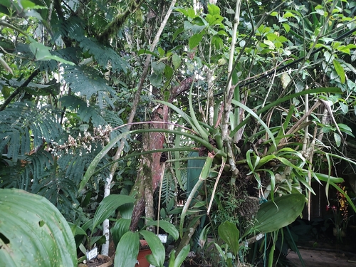 Aechmea angustifolia, photograph 6