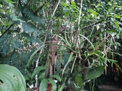 Aechmea angustifolia, photograph (c) Cajá-manga, some rights reserved (CC BY)