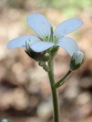 Saxifraga granulata