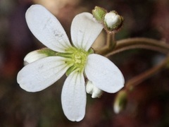 Saxifraga granulata