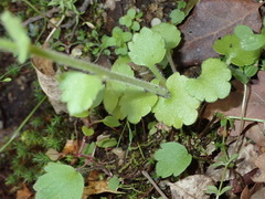 Saxifraga granulata