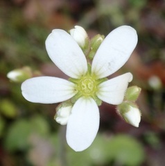 Saxifraga granulata