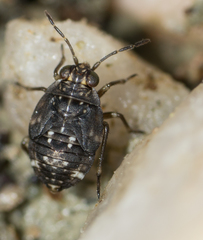 Saldidae