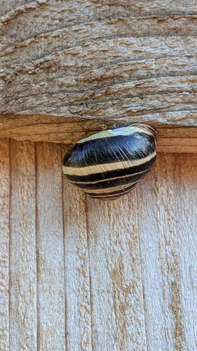 Cepaea nemoralis