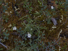 Stellaria peduncularis
