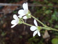 Saxifraga granulata