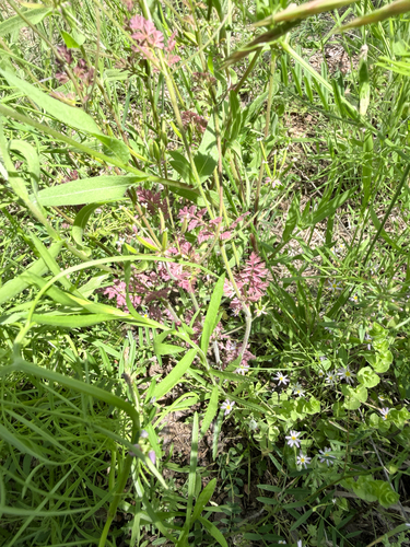 Hedeoma acinoides, photograph 5