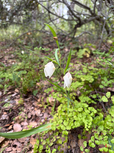iNaturalist observation photo of White Globe Lily