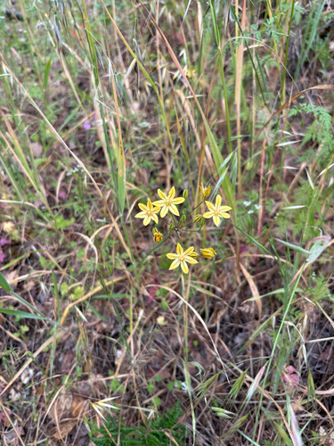 iNaturalist observation photo of Prettyface