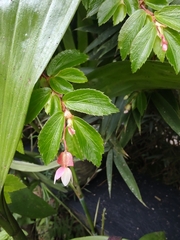 Begonia foliosa