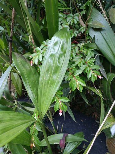 Begonia foliosa, photograph 2