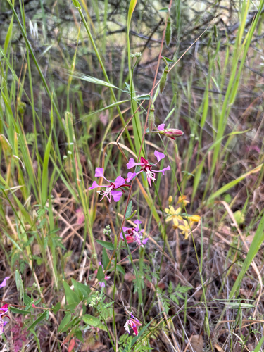 iNaturalist observation photo of Elegant Clarkia