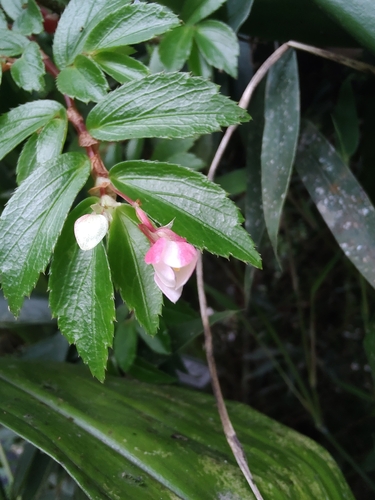 Begonia foliosa, photograph 4