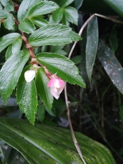 Begonia foliosa, photograph (c) Cajá-manga, some rights reserved (CC BY)