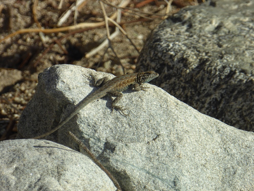 iNaturalist observation photo of Western Side-blotched Lizard