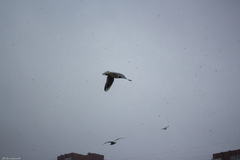 Chroicocephalus ridibundus