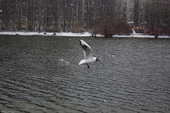 Chroicocephalus ridibundus