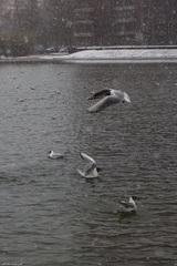 Chroicocephalus ridibundus