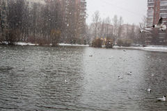 Chroicocephalus ridibundus