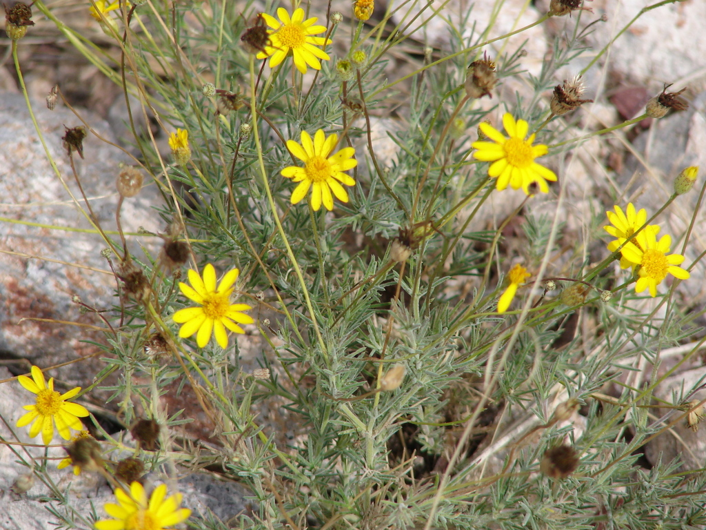 Thymophylla pentachaeta