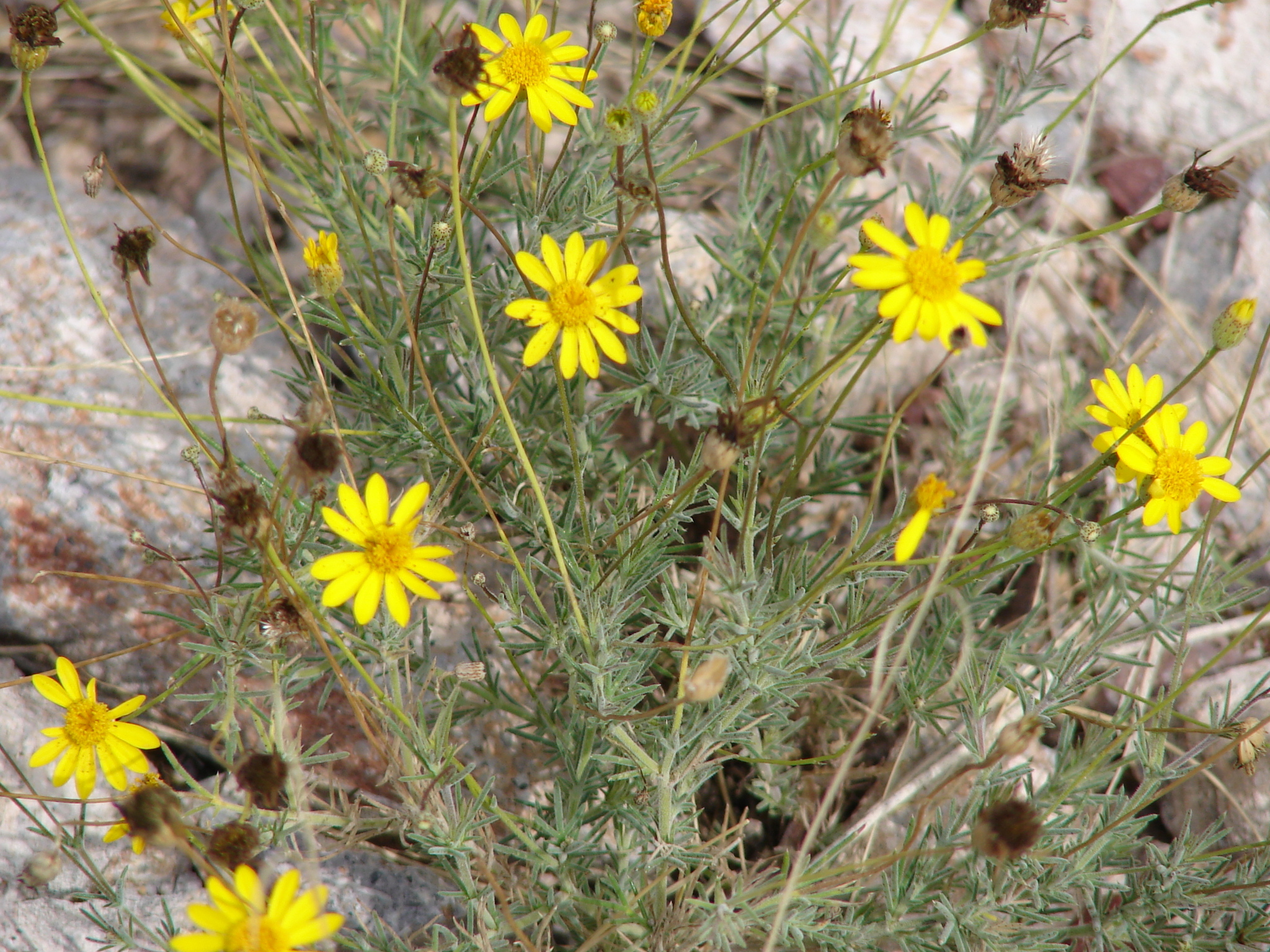 Thymophylla pentachaeta