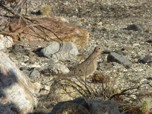 iNaturalist observation photo of Mourning Dove