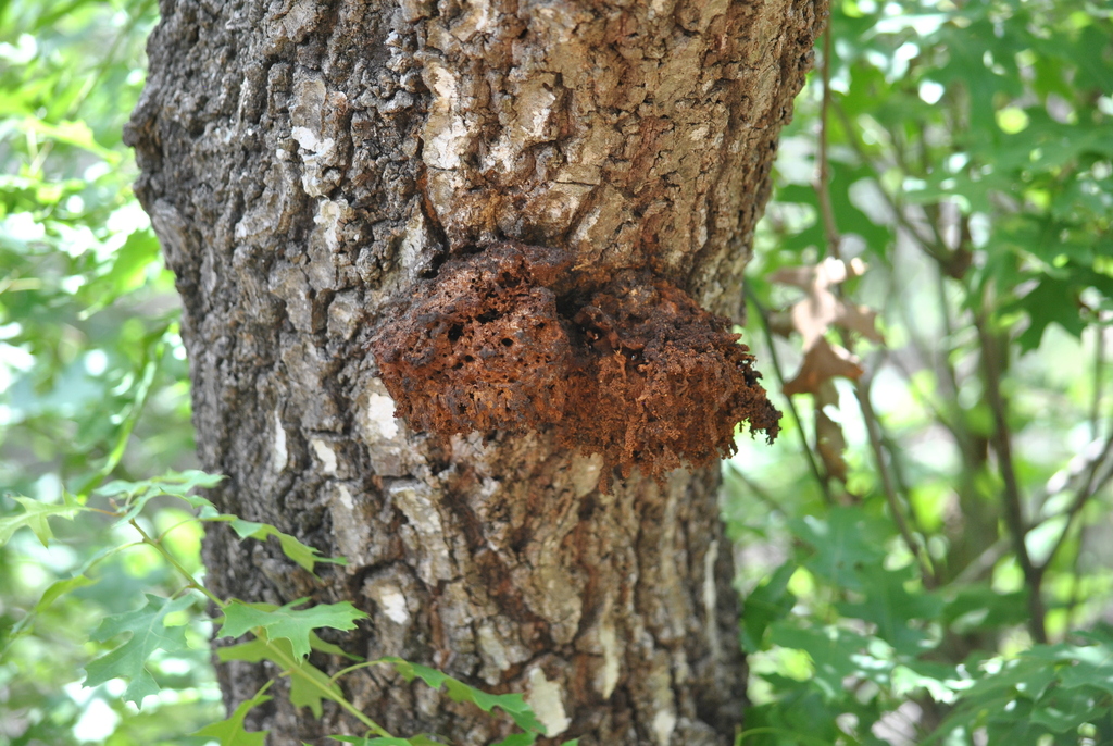 Inocutis dryophila