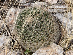Mammillaria grusonii