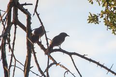 Turdoides hartlaubii