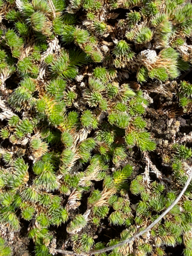 Selaginella peruviana, photograph 5
