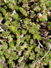 Selaginella peruviana, photograph (c) IDClaire, some rights reserved (CC BY)