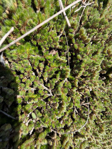 Selaginella peruviana, photograph 6