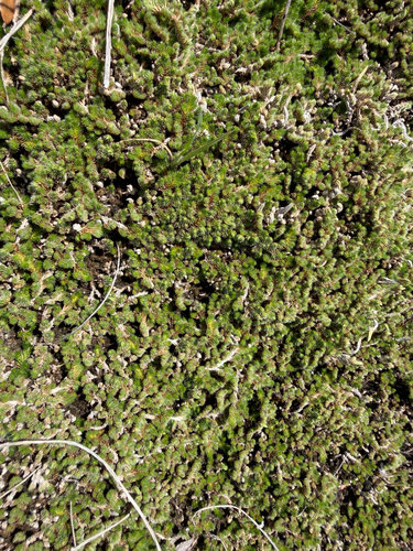 Selaginella peruviana, photograph 4
