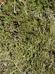 Selaginella peruviana, photograph (c) IDClaire, some rights reserved (CC BY)