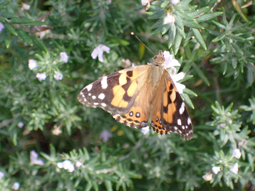Australian Painted Lady