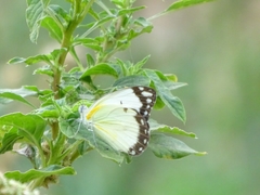 Belenois creona creona