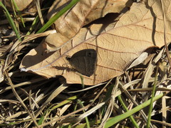 Cissia rubricata pseudocleophes